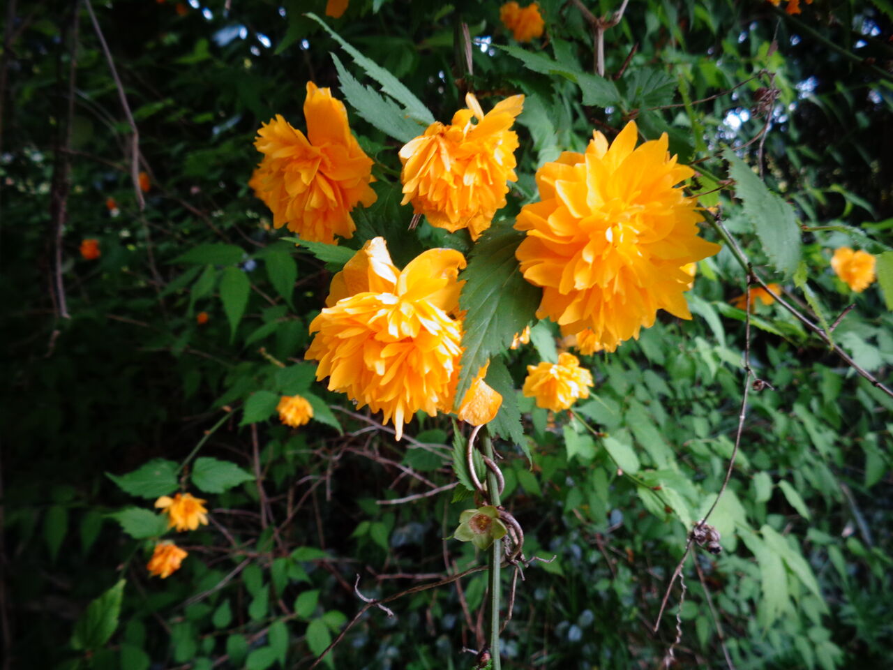 ヤエヤマブキの花 やっちゃんの珈琲たいむ