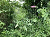 ピンクの大きな蕾
