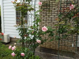 薔薇シリーズ