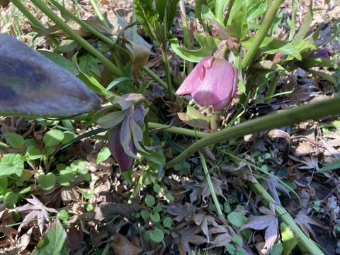 クリスマスローズ