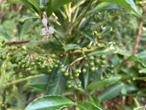 マンリョウの花