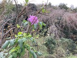 皇帝ダリア