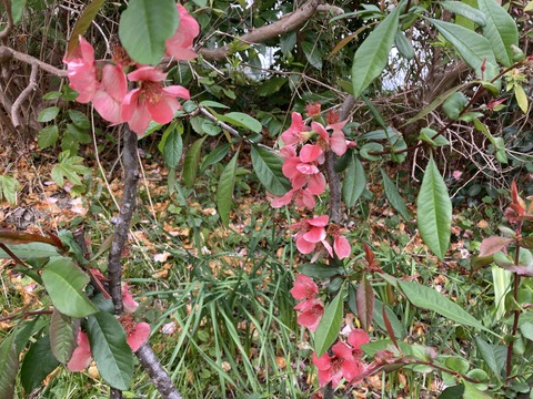 木瓜の花がピンクになった