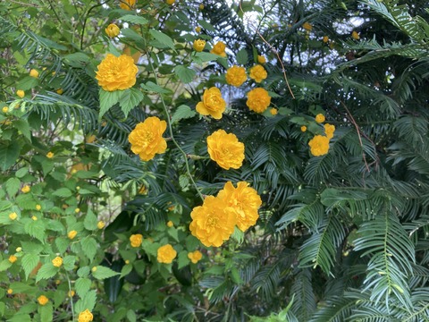 八重ヤマブキ