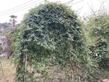 潜れないアーチ