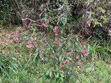 木瓜の花がピンクになった