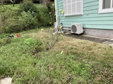 ハナミズキ