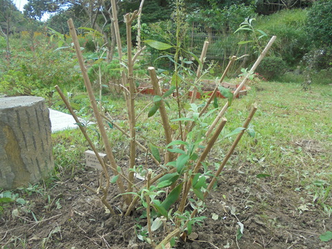 ブットレアショートカット