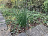 水仙の蕾が伸びてきて