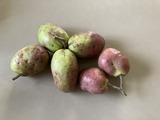 ムベ収穫第２弾