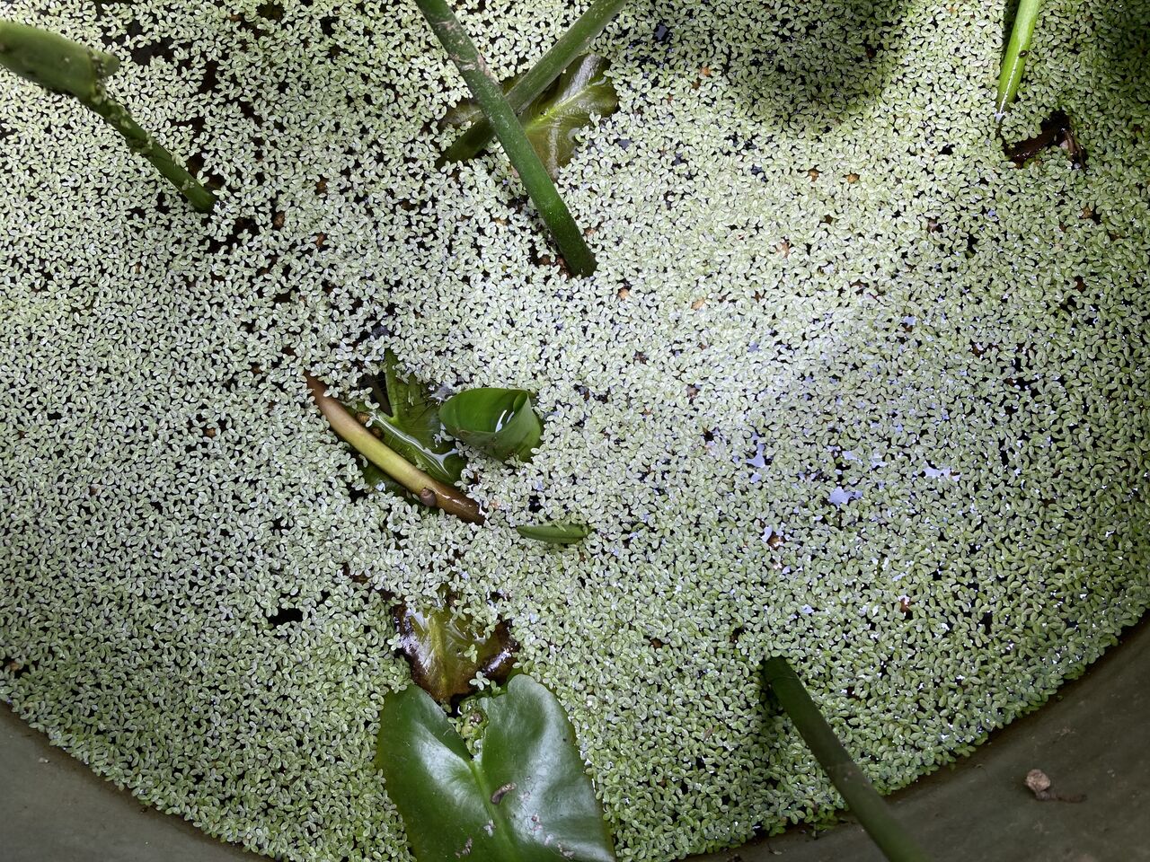 浮き草増殖中 やっちゃんの珈琲たいむ