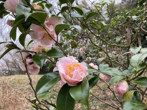 ピンクの椿