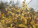 蠟梅が匂う