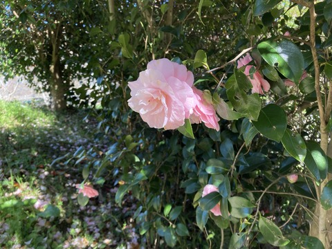 薔薇のような椿