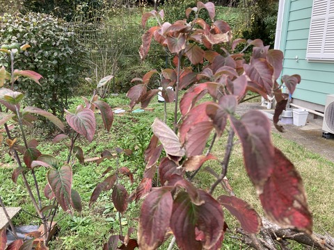 ハナミズキの紅葉