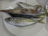 あじとヤリイカ