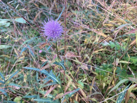 丸いアザミの花