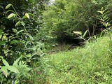 百合の蕾がピックがかって
