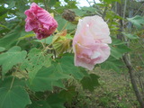酔芙蓉