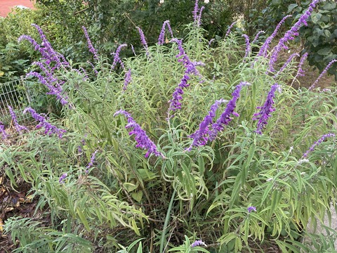 アメジストセージ真っ盛り