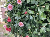 多種類の椿が