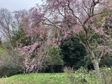 時間と共に花開く