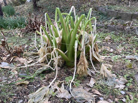 クワズイモの今