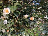 白椿に朝陽が当たる