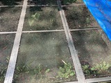 カエデの花が散る
