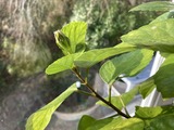 やっと花芽が