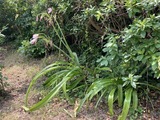 アフリカハマユウ