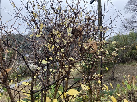 雨に濡れる蝋梅