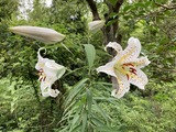 山百合の花