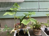 キュウリ