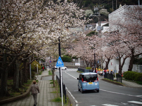 町役場前の桜並木