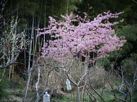 河津桜満開