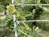 時計草の蕾