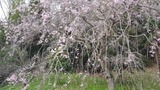 ３月２８日の桜