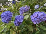 紫陽花5