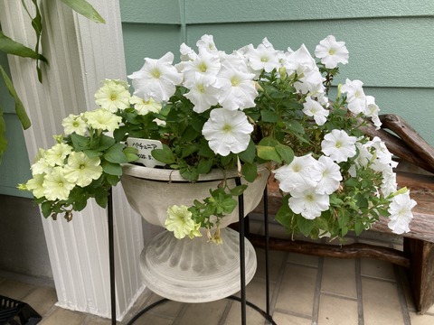 ペチュニアを来年も