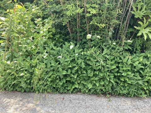 半夏生がちょっと出遅れ?