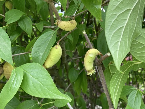 蝋梅の種?