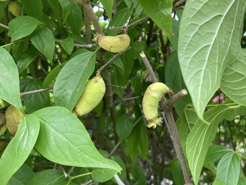 蝋梅の種？