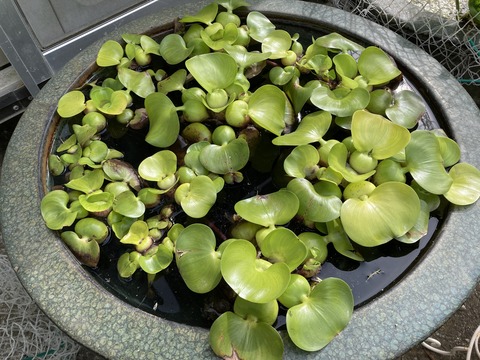 ホテイアオイの製造工場