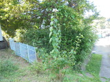梅花うつぎ