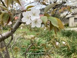 山桜