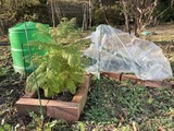 風で飛んだジャカランタの冬カバー