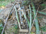取り損ねた竹の子