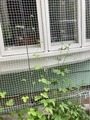 朝顔とオキナワスズメウリ