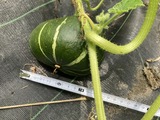 カボチャの成長